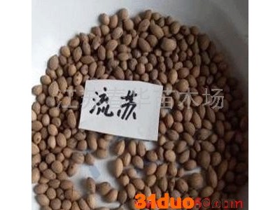 供应春华新采流苏种子又名油根子种子
