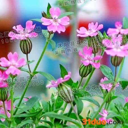 供应高雪轮种子 高雪轮种子