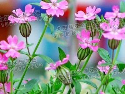 供应高雪轮种子 高雪轮种子