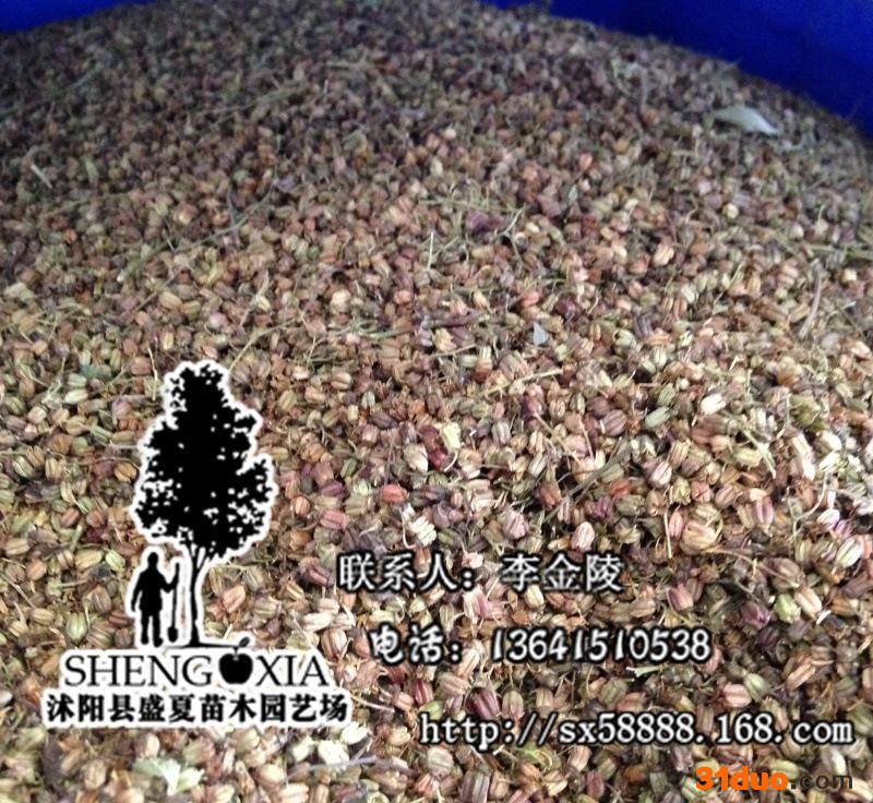 新采种子 花木种子 批发珍珠梅 灌木种子珍珠梅 发芽率高