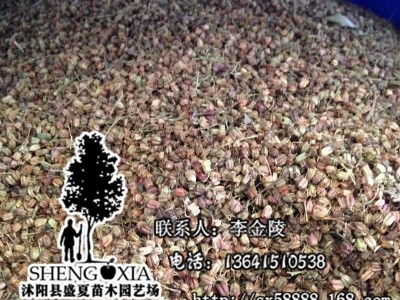 新采种子 花木种子 批发珍珠梅 灌木种子珍珠梅 发芽率高