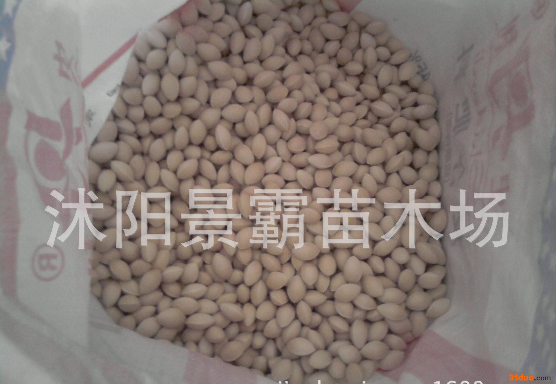 银杏种子,银杏白果种子,银杏银杏种子,特价直销银杏白果 银杏种子