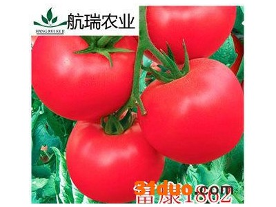 番茄种子  西红柿种子 耐寒大果-——富康1862