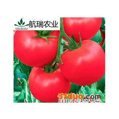 番茄种子  西红柿种子 耐寒大果-——富康1862