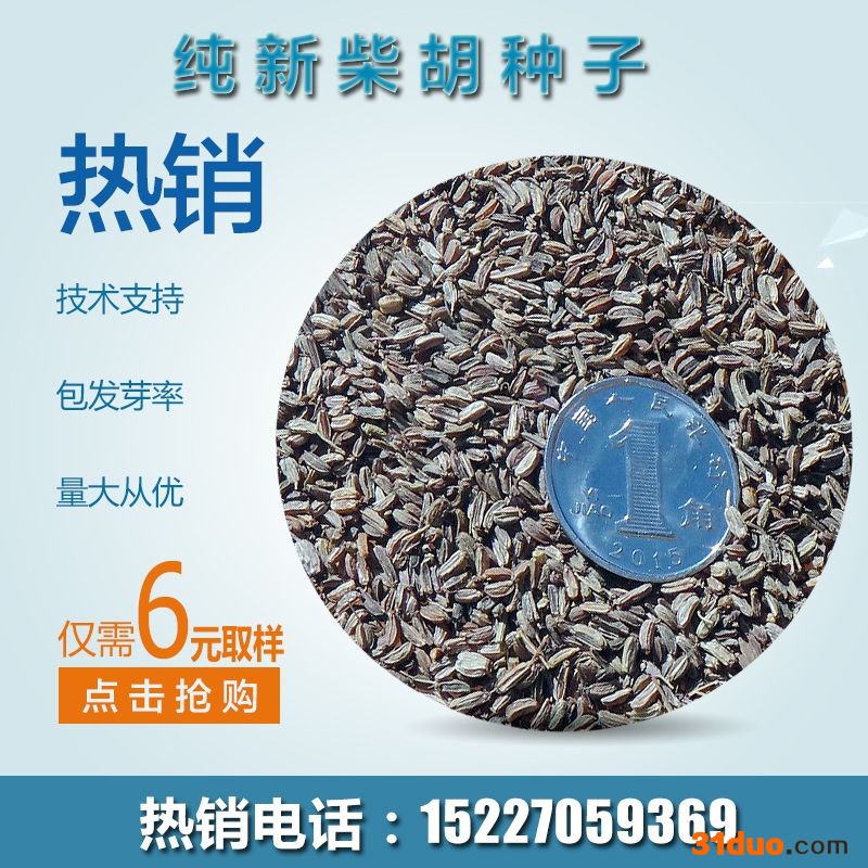 【龙飞种业】中药材种子/31号黄柴胡种子/川岛柴胡种子/柴胡种子价格/柴胡种子报价/柴胡种子批发/高产柴胡种子