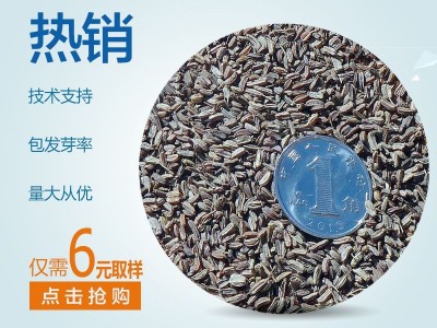 【龙飞种业】中药材种子/31号黄柴胡种子/川岛柴胡种子/柴胡种子价格/柴胡种子报价/柴胡种子批发/高产柴胡种子