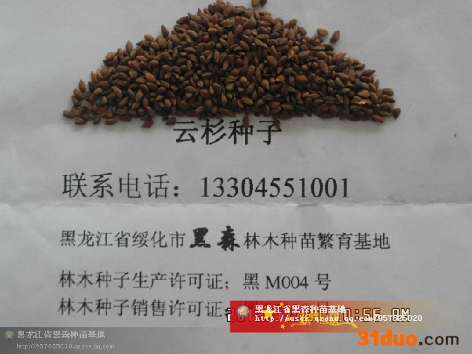 供应:云杉种子.落叶松种子.樟子松种