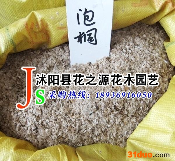 供应花之源种业林木种子泡桐种子