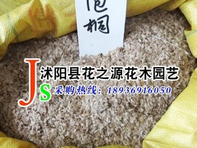 供应花之源种业林木种子泡桐种子