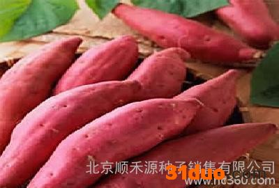 红薯种子价格低价购买红薯种子