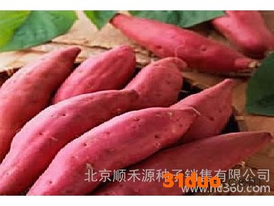红薯种子价格低价购买红薯种子