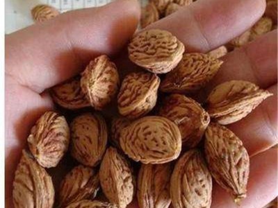 常年出售桃核种子 当年新种子 出芽率高 提供种植技术 桃核批发 毛桃核种子价格