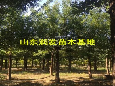 四川德阳旌阳国槐种子处理65公分大国槐原生冠