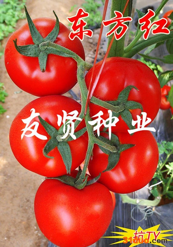 东方红大番茄种子西红柿种子红色大番茄种子 西红柿种子 高产番茄种子 进口番茄种子
