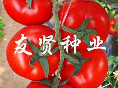 东方红大番茄种子西红柿种子红色大番茄种子 西红柿种子 高产番茄种子 进口番茄种子