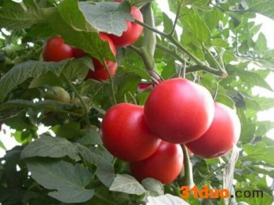 供应巨粉宝石番茄种子|番茄种子|抗番茄种子-巨粉宝石番茄种子