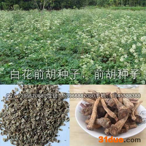 前胡种子 白花前胡种子价格 改良白花前胡籽批发