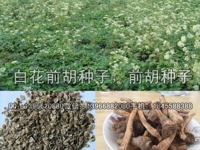 前胡种子 白花前胡种子价格 改良白花前胡籽批发