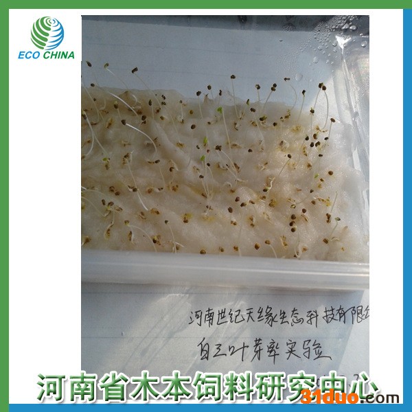 **草坪种子 绿化种子  白三叶种子 白三叶 海发