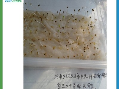 **草坪种子 绿化种子  白三叶种子 白三叶 海发