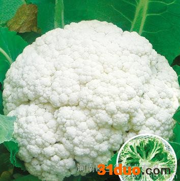 直销云南产种子 **高产蔬菜种子 花菜种子 【南台湾90】