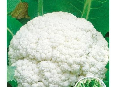 直销云南产种子 **高产蔬菜种子 花菜种子 【南台湾90】