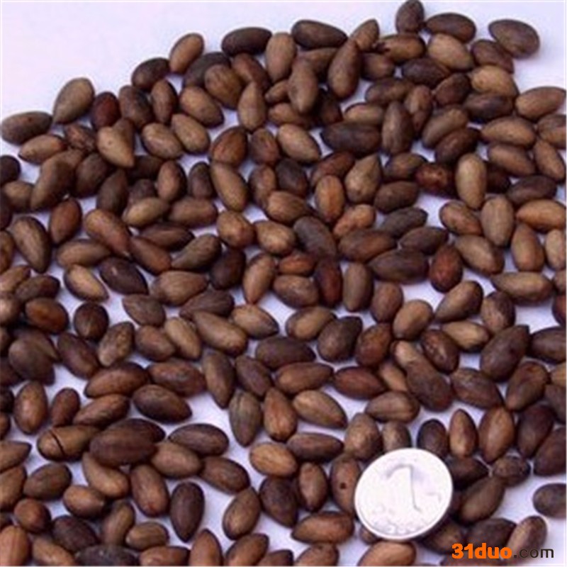 复绿藤本种子 葛藤种子 攀缘植物种子