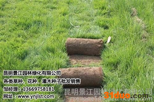 高羊茅种子批发_红河高羊茅种子_景江园林绿化