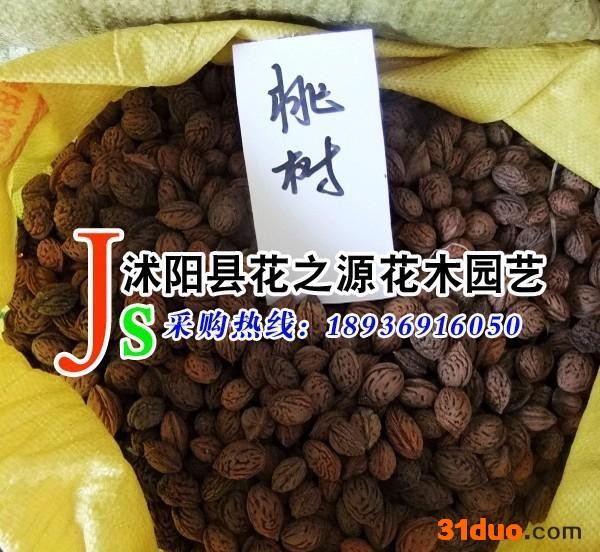 供应花之源 桃树种子 毛桃种子