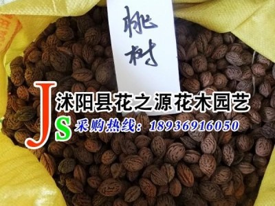 供应花之源 桃树种子 毛桃种子