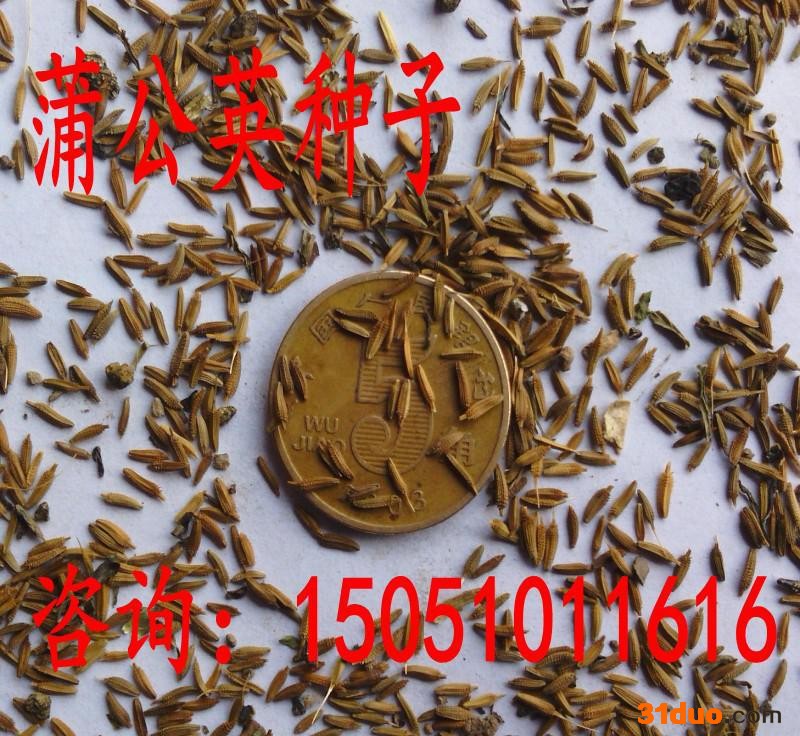 蒲公英种子新采草花种子西洋蒲公英种子 蒲公草 尿床草 货到付