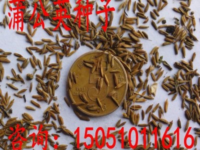 蒲公英种子新采草花种子西洋蒲公英种子 蒲公草 尿床草 货到付