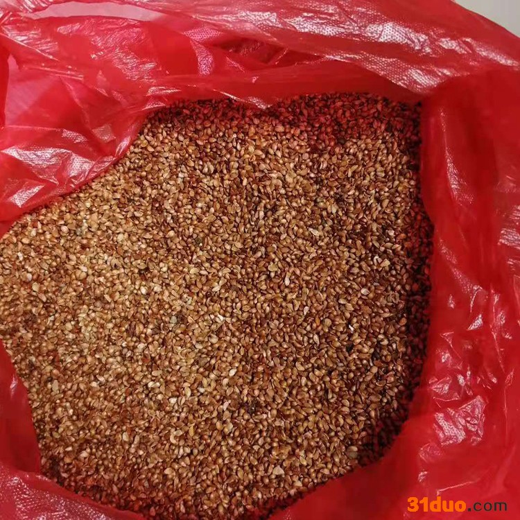 海棠种子 北美海棠苗木批发 垂丝海棠苗圃基地 裕丰绿化苗木现货