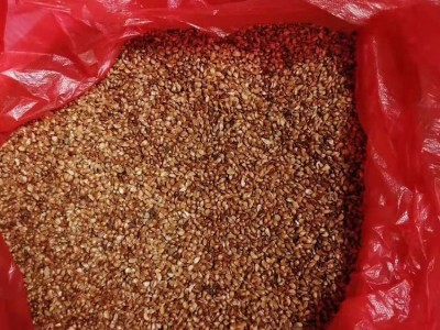 海棠种子 北美海棠苗木批发 垂丝海棠苗圃基地 裕丰绿化苗木现货