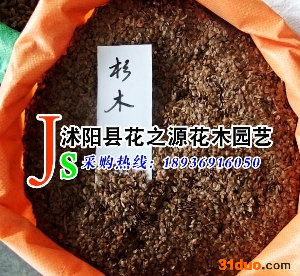 供应花之源林木种子 杉木种子 杉树