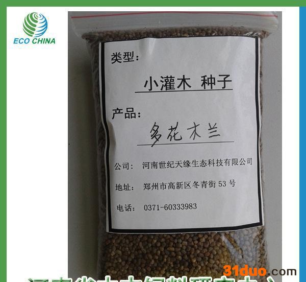 直销灌木种子 多花木兰种子 多花木兰