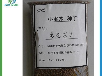 直销灌木种子 多花木兰种子 多花木兰