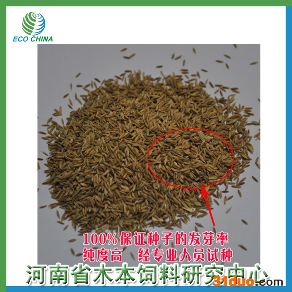 供应进口早熟禾、牧草种子、绿肥种子