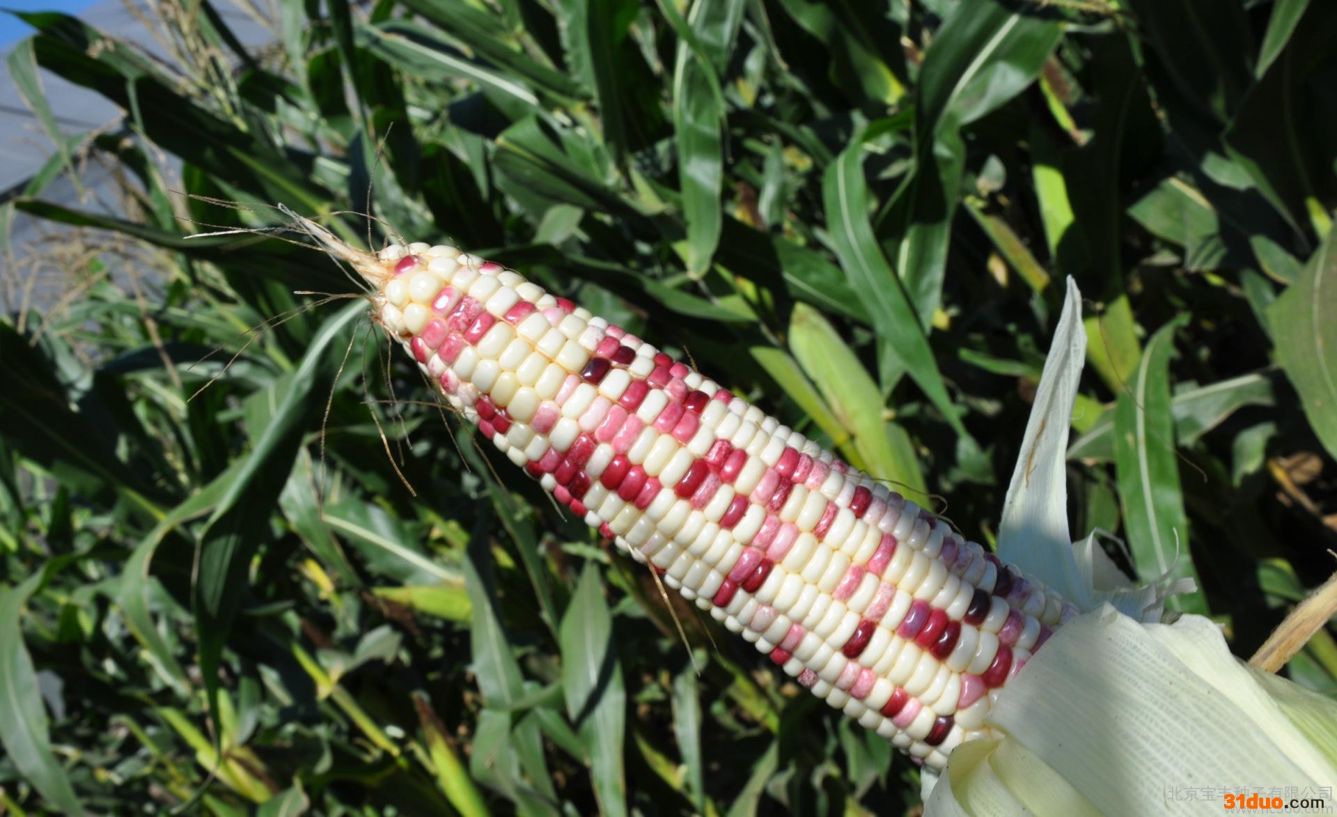 北京种子公司粘玉米种子--京彩甜糯 高产玉米种子 黑玉米种子