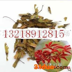 供应日本红枫种子美国红枫种子