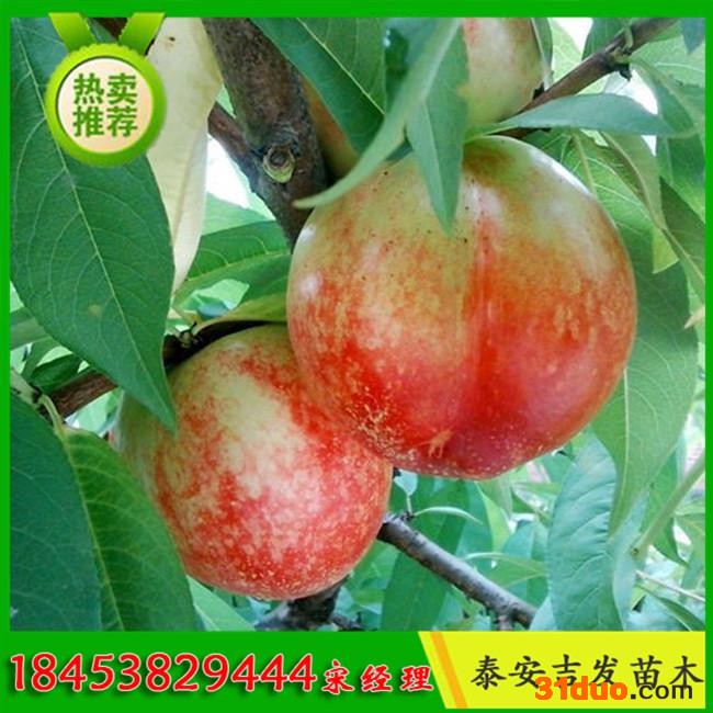 供应桃树苗 高产量桃树苗价格 映霜红桃树苗 桃树苗价格 - 吉发苗木中心