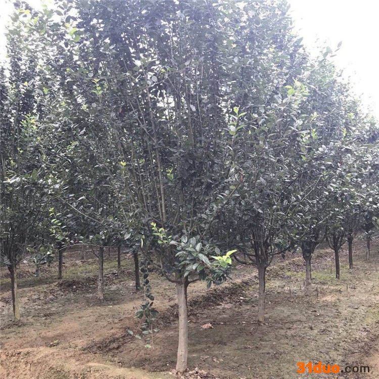 腾顺苗木景区海棠树 庭院海棠树苗 绿化海棠树苗