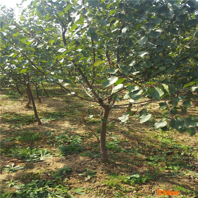 杏树苗 高产杏树苗 红杏树苗 金太阳杏树惠农农业 金太阳杏口感