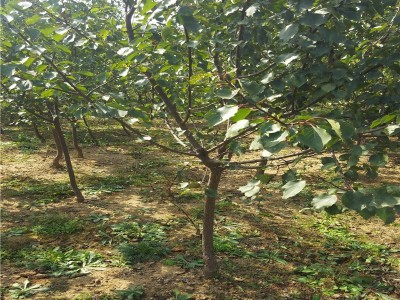 杏树苗 高产杏树苗 红杏树苗 金太阳杏树惠农农业 金太阳杏口感