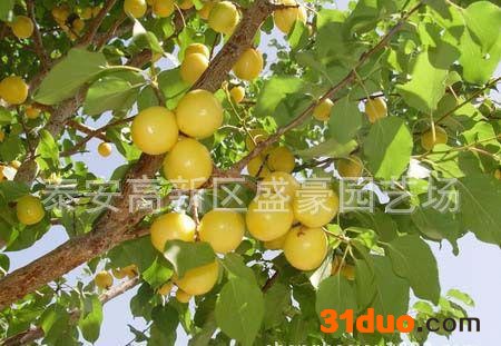 **现货杏树苗 大量现货上市杏树苗 杏树苗价格 山东杏树苗