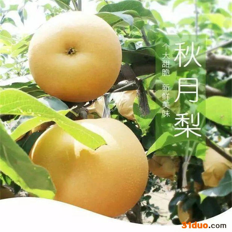 晚秋黄梨梨树苗 梨树苗 梨树苗基地 淏诚苗木 梨树苗批发 秋月梨苗  晚秋黄梨苗  晚熟大果型梨