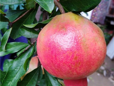 石榴树苗 地栽盆栽果树苗 庭院南北方种植果树苗 石榴苗