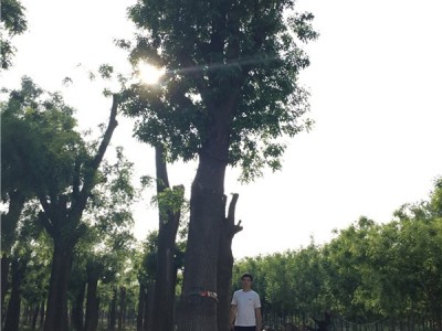 8公分绿化树苗白蜡树润轩苗木