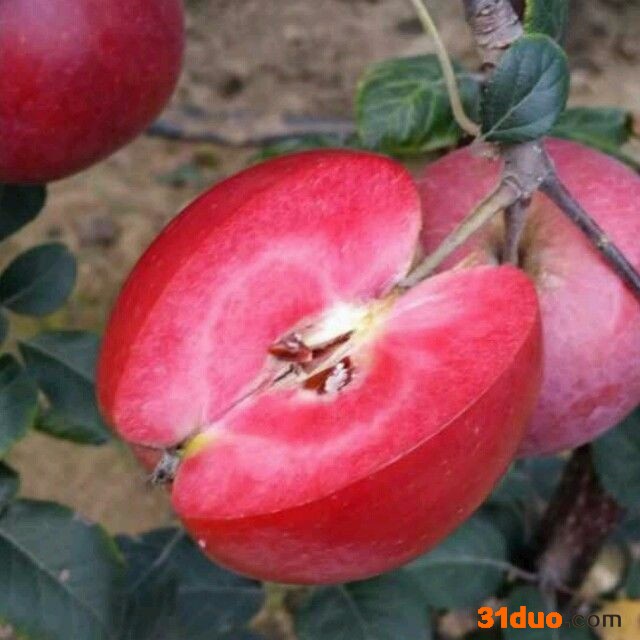 【金丰硕】红肉苹果苗  红肉苹果苗批发 金丰硕 红色之爱苹果树苗   苹果树苗