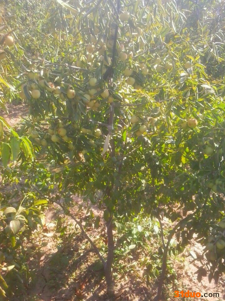 冬枣 枣树、冬枣苗、冬枣树苗大量供应泊头市百源家庭农场